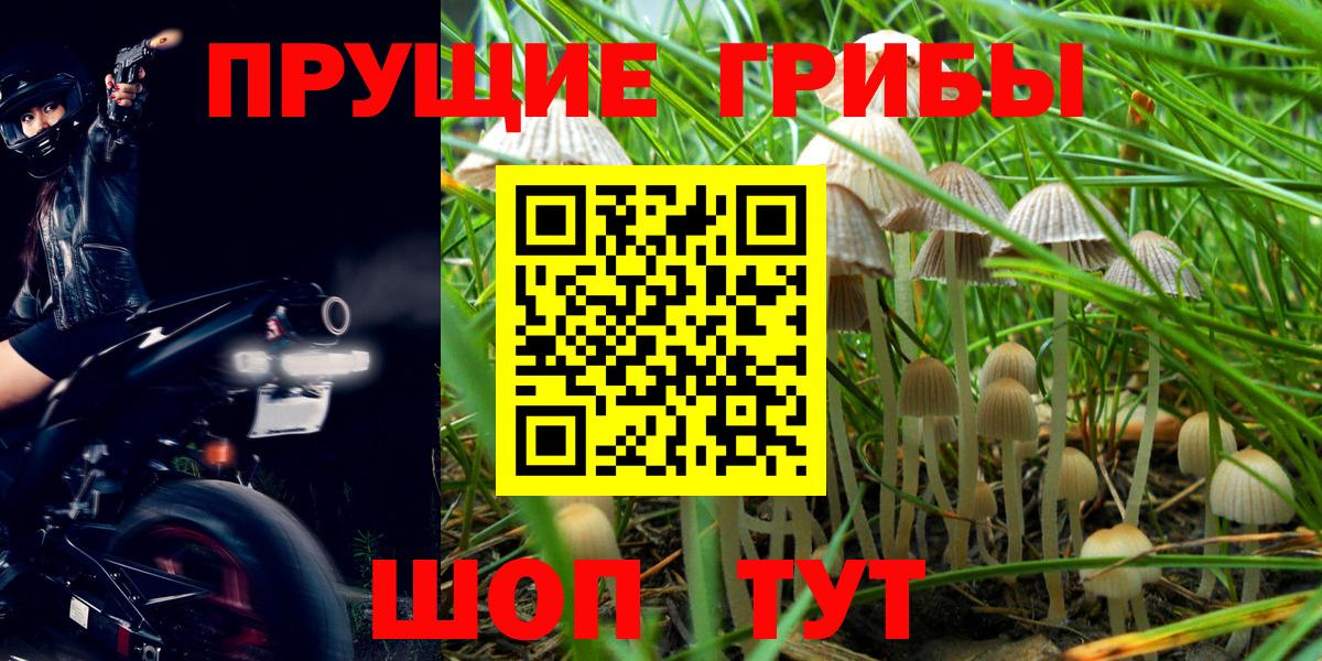наркошоп  Псилоцибиновые грибы MAGIC MUSHROOMS  Галлюциногенные грибы Cubensis  Вход с VPN  Вязьма 