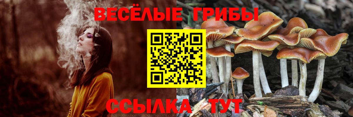 Псилоцибиновые грибы мицелий Вязьма